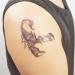 COKOHAPPY 5 Sheets 3D Scorpion Temporary Tattoos - Great for Lower Back, Shoulder, Neck, and Arm - Men and Women - Buy Online on GoSupps.com