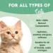 Disane Cruelty-Free Dry Shampoo for Cats 200ml | Odor Eliminator & Dirt Remover | Eco-Friendly Pet Care - Buy Online on GoSupps.com