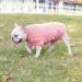 Small Pink Fleece Dog Sweatshirt - Warm Hoodies for Small Dogs and Cats - Winter Pet Sweater - Buy Online on GoSupps.com