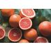 KORRES Grapefruit Sunrise Revitalising Shower Gel - 250ml (Pack of 3) | Vegan Aloe Vera Dermatologically Tested | International Shipping Available - Buy Online on GoSupps.com