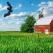 Cocoarm bird screw hawk as scarecrow bird bird defense kite with telescopic rod natural pest control protection against annoying birds black (5m)