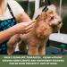 TIESOME 2Pcs Dog Eye Comb Tear Stain Remover Comb Double-Head Tear Stain Comb for Small Dogs Metal Eye Booger Remover Puppy Cat Grooming Comb for Removing Crust Mucus and Flea - Buy Online on GoSupps.com