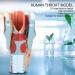 Human Throat Model 2X Magnification Vinyl Clear Structure Throat Dissection Teaching Model Human Throat Display Model Accurate Throat Model - Buy Online on GoSupps.com