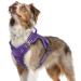 Rabbitgoo dog harness medium -sized dogs anti -train crockery dog adjustable with handles widened robust and wear -resistant tactical dog harness with metal buckles for hiking (M purple) m (1 Pack) purple