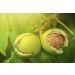Clevera California Walnuts Halves Premium 2-lb - Fresh - Raw -Kosher - Small Batch - Sustainably Sourced - Straight from The Farm - Non-GMO - Gluten free 2.0 pounds - Buy Online on GoSupps.com