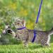 Adjustable Nylon Cat Leash & Harness Set - Soft Blue Cat Dishes for Kittens Puppies & Rabbits - 2 Piece Kit - Buy Online on GoSupps.com