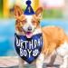 Amaxiu Dog Birthday Party Set Boy Dog Birthday Bandana Hat with 8 Bling Number Pet Happy Birthday Supplies Glitter Hat Plaid Bandana for Small Medium Large Dogs (Blue) - Buy Online on GoSupps.com