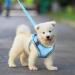 Shop BriFit Cat Dishes - Leash-Resistant Adjustable Cat Vest & Harness | Reflective Stripes for Cats & Puppies | Blue XS - International Shipping Available - Buy Online on GoSupps.com