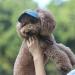 BT BEAR Hundege Baseball Cap for Dogs - Adjustable Summer Hat with Ear Holes for Small & Medium Pets (Size M Light Blue) - Perfect for Travel & Sports - Buy Online on GoSupps.com