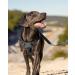 Joytale Dog Harness for Small Dogs - Reflective Soft Padded Adjustable & Breathable with Control Handle - Gray (1 Pack) - Buy Online on GoSupps.com