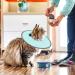 Bekecidi Cat Recovery Collar 2 PCS Cat Neck Shield Adjustable Cat Neck Protector dogs Flat Collar Pet Elizabeth Collar Prevent Kitten and Puppy from Licking Wounds(M) - Buy Online on GoSupps.com