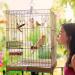 Vegena Bird Toys Set of 8 - Colorful Wooden Ladder Toys & Landing Pads for Budgies Parrots Finches & More - Premium Cage Accessories - Buy Online on GoSupps.com