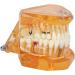 Dpofirs Orange Dental Model - Removable Teaching Tool for Dental Programs Adult Tooth Demonstration & Dental Implants - Buy Online on GoSupps.com