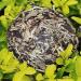 100g (0.22LB) Th blanc parfum de Caicheng Clair de lune Vieux th de Puerh Th cru de Puer Beaut Th Vieille nourriture organique de th Th blanc de pivoine Th cru - Buy Online on GoSupps.com