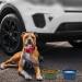 SLSON 2-Pack Collapsible Dog Bowls 600ML - Navy Blue/Dark Green - Integrated Molding Travel Bowls for Pets - No Plastic Rim - Ideal for Walking, Traveling, Outdoors - Buy Online on GoSupps.com