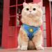 Neuwehe Cat Dishes & Leash Set | Adjustable Cat Harness for Small Dogs & Big Cats (L Blue) | Outbreak-Proof Cat Tableware - Buy Online on GoSupps.com