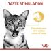 Royal Canin Sensory Taste In Jelly Wet Cat Food 12x85g - Buy Online on GoSupps.com