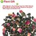 Plant Gift (Cherry Blossom OolongTea) - Buy Online on GoSupps.com