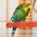 POPETPOP 20CM Bird Perch Parrot Stand Parakeet Natural Wood Rough Sand Perches Grinding Nail for Small Medium Large Birds African Grey Cockatoo Parakeet (Random Color) - Buy Online on GoSupps.com