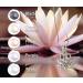 DIY Mysterious Pearl Necklace Making Kit - Lotus Pendant & Chain Gift Set - Buy Online on GoSupps.com