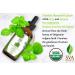 SVA Organics Oregano Essential Oil 1 Oz - USDA Certified Organic, 100% Pure & Undiluted Therapeutic Grade Oil for Skin, Face, Hair - for Diffuser & Aromatherapy - Buy Online on GoSupps.com