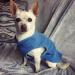 Gooby Fleece Vest Dog Sweater - Blue Medium (16) - Warm Pullover Jacket with Leash Attachment for Small Dogs - Winter Coat for Indoor & Outdoor Use - Buy Online on GoSupps.com