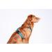 Chaba Guard Dog Harness for Small Dogs | Anti-Choke & Adjustable Light Control Harness - Perfect for Running & Comfort - Buy Online on GoSupps.com