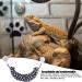 SKUDA Bearded Dragon Hammock Lounger Hammock for Bearded Dragon | Reptile Geckos Nest Bed Bearded Dragon Accessories Geckos Reptile Bearded Dragons Black Dots (Canvas) - Buy Online on GoSupps.com