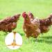 MEWTOGO 100pcs Colorful Numbered Chicken Leg Bands - Poultry Identification Rings for Birds - 16mm Size for Various Species - Buy Online on GoSupps.com