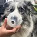 Dog Inhaler Mask for Cats & Small Dogs | Oxygen Mask for Pets | Fast International Shipping - Buy Online on GoSupps.com