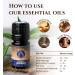 Ecodrop German Chamomile Essential Oil 5ml - 100% Natural Therapeutic Grade Matricaria Chamomilla Oil | Organic Aromatherapy for Relaxation & Skincare - Buy Online on GoSupps.com