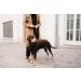 Shop Hunter Dog Sweater - Brown - Perfect Fit for Your Pup (Size 60) | International Shipping Available - Buy Online on GoSupps.com