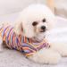Buy AMAONE Chihuahua Dog Coat - Stylish Knitted Jacket with Bowknot for Small Dogs - Multicolor XXL Pet Clothing - Buy Online on GoSupps.com