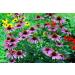 Hua Xian Zi Echinacea Purple Flower Seeds - 2000 Coneflower Seeds for International Shipping - Buy Online on GoSupps.com