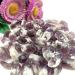 Natural Crystal Rough 100g Bulk Rough Natural Amethyst Point Purple Quartz Druzy Crystal Cluster Specimen Stone Pendant Making Gifts - Buy Online on GoSupps.com