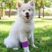 Pack of 12 Vet Wraps - Gauze Rolls - Cohesive Bandage - Bandage Wrap for Animals Assorted Colours 3 inches x 66.9 inches - Buy Online on GoSupps.com