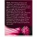 Now Foods Organic Hip Hibiscus Tea - Caffeine-Free 24 Bags | Enjoy Refreshing Herbal Wellness - Buy Online on GoSupps.com
