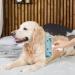 Effective Animal Hair Remover for Couch & Carpet | Lint Roller Tool for Dog & Cat Fur - Multi-Surface Foot Roller | Aznever Green - Buy Online on GoSupps.com