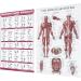 Saluaqui Fitness Workout Poster - Resistance Band Training & Muscle Anatomy for Home Gym | Effective All-Off Exercises with Clear Images - Buy Online on GoSupps.com