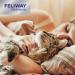 FELIWAY Optimum 30 Day Starter Kit - Calms Cats Better Than Ever - Helps with More Signs of Cat Stress in More Situations (incl. FELIWAY Cat Diffuser LMH19 & 1 x Refill D921) - Buy Online on GoSupps.com