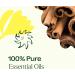 Plant Therapy Organic Fighter Essential Oil Blend 100% Pure Undiluted Therapeutic Grade 10 mL (1/3 oz) - Buy Online on GoSupps.com