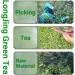 Plant Gift - A LongJing Green Tea Chinese Dragon Well Green Tea Loose Leaf (3g*12Packs) 36g/1.3oz - Buy Online on GoSupps.com