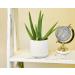 Live Aloe Vera Succulent Plant in 3.5 Inch Pot by Plants for Pets - Indoor House Plant - Buy Online on GoSupps.com