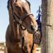 Equilibrium Vitamunch Marvellous Meadow 1Kg - Horse Snack/Treat 1 kg (Pack of 1) Marvellous Meadow - Buy Online on GoSupps.com
