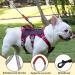 Multi-Purpose Dog Harness & Leash Set | Outbreak-Proof Anti-Train Safety Harness for Small & Medium Dogs (Beige L) - Buy Online on GoSupps.com