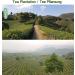 Dragonwell Longjing Tea(Yu Qian) Fresh Dragon Green Well Green Tea Leaf Picked Before Grain Rain Day Tea Farmer Direct Sale 250g  - Buy Online on GoSupps.com