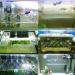Tfwadmx Fish Breeding Box - Aquarium Breeder Box for Fish Hatchery and Isolation with Artificial Plant - Buy Online on GoSupps.com