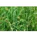 Wood Avens Rhizome Tea | Geum Urbanum L | Beno te Commune Rhizome Tisane | Health Embassy (100g) - Buy Online on GoSupps.com