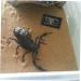 BESPORTBLE 2pcs Reptile Temperature and Humidity Meter Black 4.5X2.5cm - Buy Online on GoSupps.com