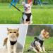 Shop Joyal Reflective Dog Harness & Soft Padded Air-Mesh Dishes for Cats & Small Dogs - XXS Black (31-34cm) - International Shipping Available - Buy Online on GoSupps.com